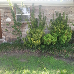before pics