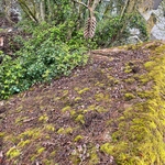 Before - Moss Covered Roof