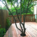 Deck with Integrated Tree