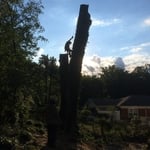 pin oak take down