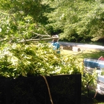 Tree Removal Job