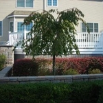 Weeping Cherry patio planting