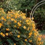 Hypericum