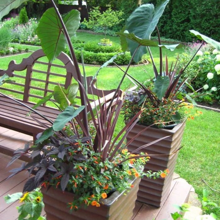 Tropical Containers