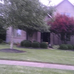 Tree & Shrub Pruning