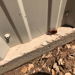 American Roach