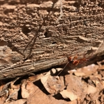 American Roach