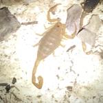 Bark Scorpion