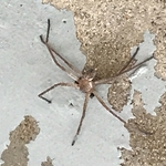 Wolf Spider