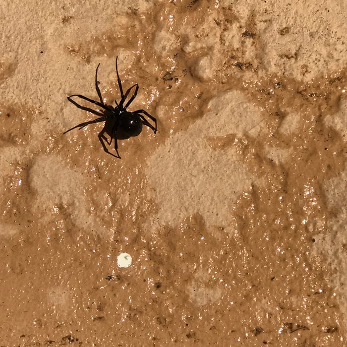 Black Widow Spider