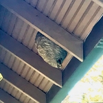 Paper wasp nest