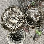 Paper wasp nest