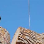 Tree Removal