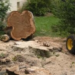 Tree Removal