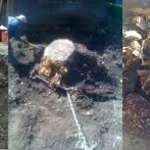 Tree Stump Removal
