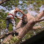 Tree Trimming