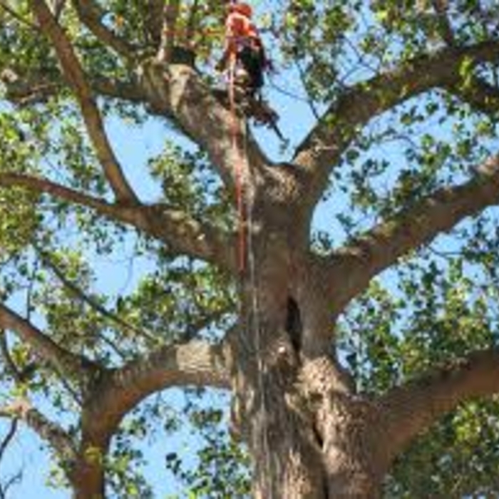 Tree Removal and Trimming
