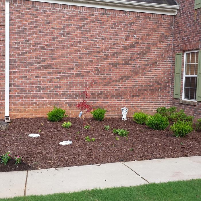 Landscape renovation