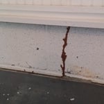 Termites Tube