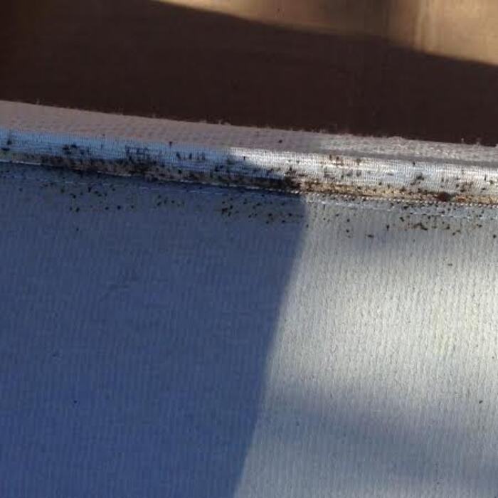 Bed Bug