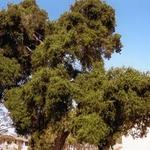Oak Tree
