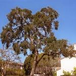 Oak Tree
