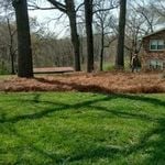 Fresh long leaf pine straw