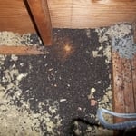 Bat droppings in attic