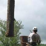 Lifting Hemlock logs