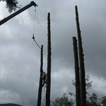 Multiple Trees