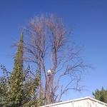 Tree Removal