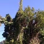 Washingtonia Robusta