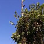 Washingtonia Rosbusta