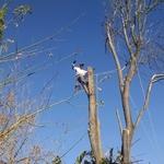 Tree removal
