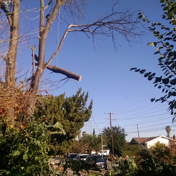 Tree Removal