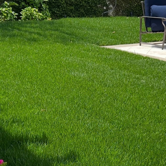 New lawn