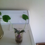 Small Arrangement