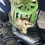 We saved this guy from a storm drain!