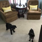 Precious Pups on Carpet