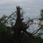 Tree by lake