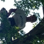 Climber in tree