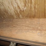 Floor Joist with Fungi