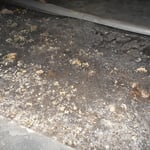 mold and fungi