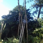 Topping trees