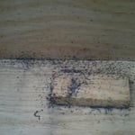 Bed Bugs