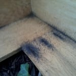 Bed Bugs