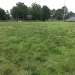 Turf Renovation