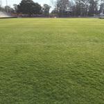 Turf Renovation