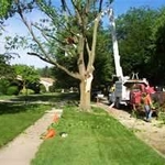 Limb Trimming Longview WA