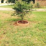 front yard tree